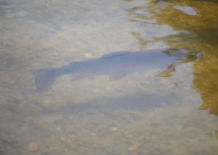 Lumineux 2-4 Pers. Avec Terrasse Et Restaurant Sur Place - Fr-1-585-92 Апартаменты *